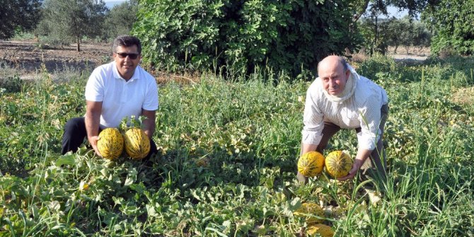 Kırkağaç kavununda ilk hasat yapıldı