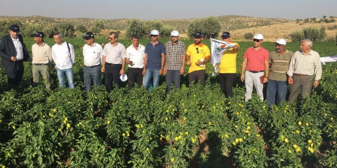 Midyat’ta tarla günü etkinliği düzenlendi