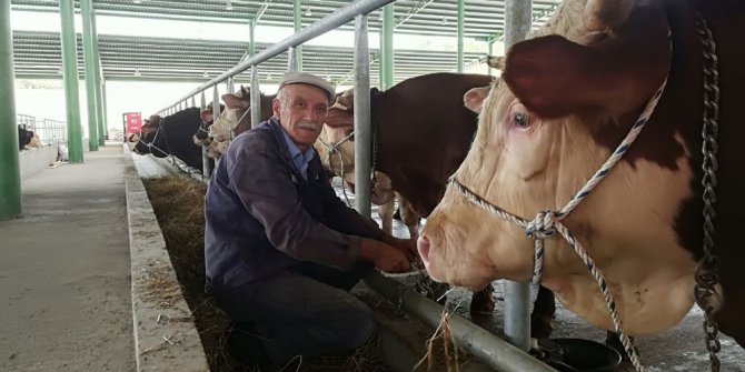 İzmit’te kurbanlıklar pazara indi