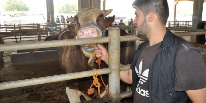 Diyarbakır’da kurbanlıklar ikinci el araba fiyatına