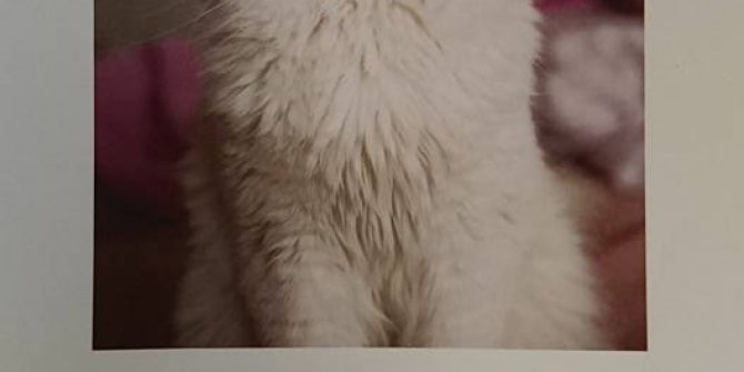 Üniversiteli öğrenci kaybolan kedisini bulana ödül verecek