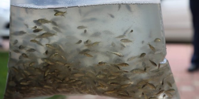 Bursa’da göletlere 376 bin sazan bırakıldı