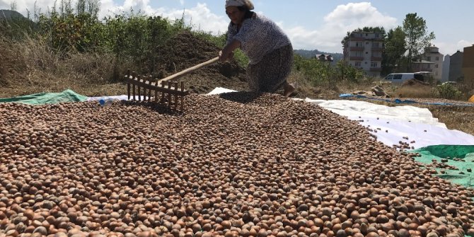 Üretici fındık fiyatına tepkili