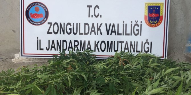 15 kök kenevir ele geçirildi