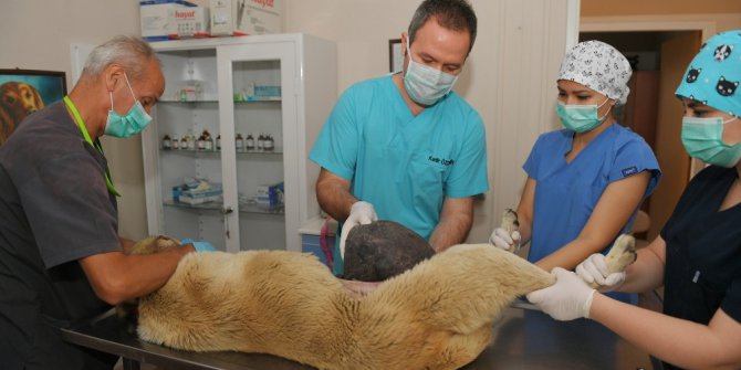 Yüzlerce hayvan Osmangazi’de sağlığına kavuşuyor