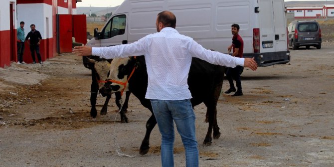 Kaçan kurbanlıklar sahiplerine zor anlar yaşattı