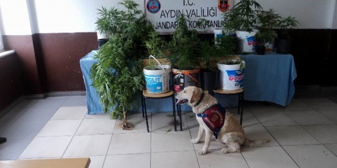 Efeler’de jandarmadan uyuşturucu operasyonu