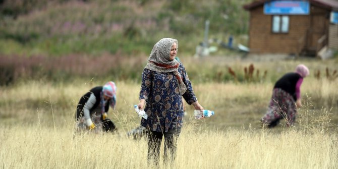 Ormandan temizlik canavarı çıktı