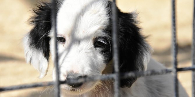 Sokaktaki hayvanlar bakımeviyle hayata dönüyor