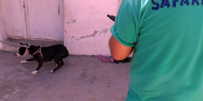 Polis baskınında pitbul tedirginliği