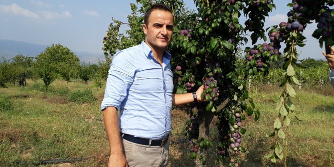 Simav’da Japon eriği sevinci