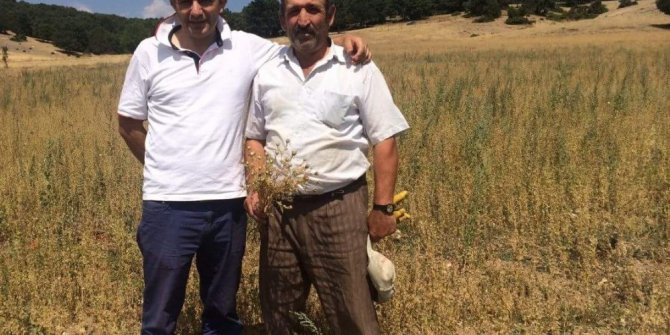 Aslanapa’da kekik ve çörek otu üretimi yaygınlaşıyor