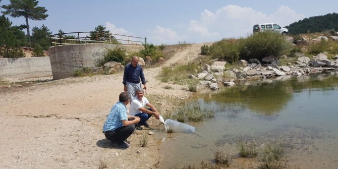 Emet’te 3 gölete 8 bin yavru aynalı sazan balığı bırakıldı