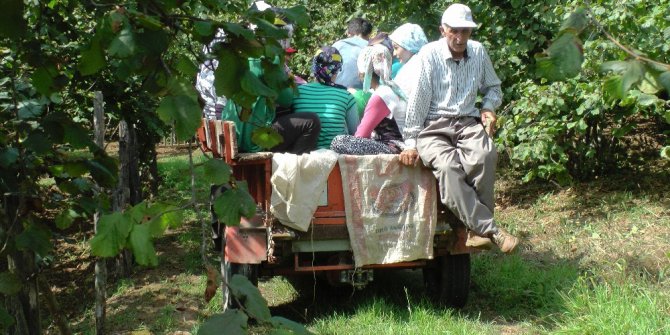 Fındık işçilerinin zor yaşamı