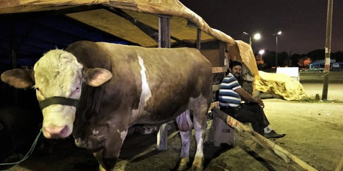 Kurbanlıklarla koyun koyuna uyuyorlar