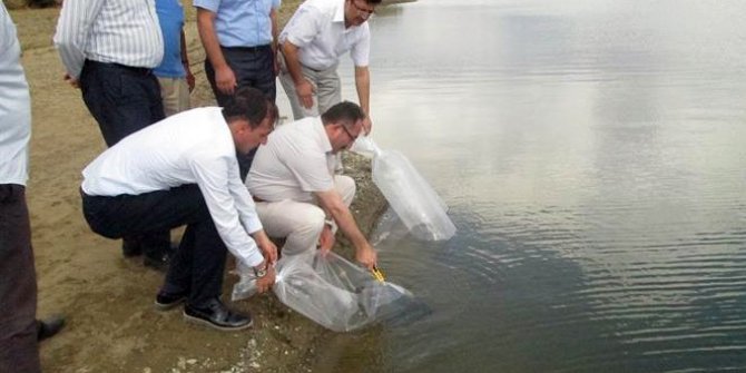 Bilecik’teki göletlere 58 bin 500 adet pullu sazan yavrusu salındı