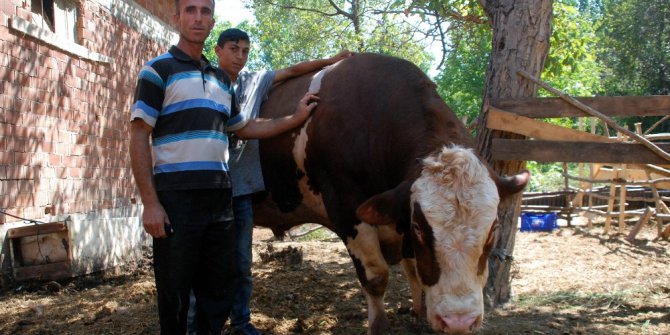 İki tonluk ’Sarı Boğa’ görücüye çıktı