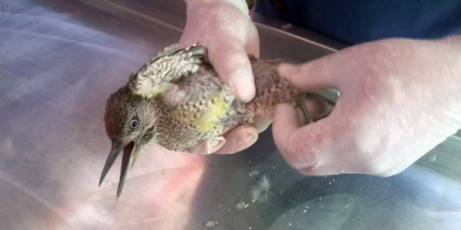 Yaralı halde bulunan çulluk kuşu tedavi altına alındı