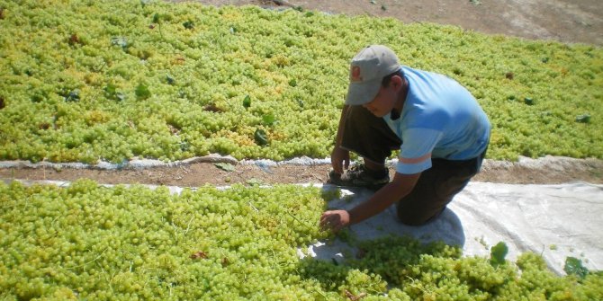Türkiye 257 bin ton çekirdeksiz kuru üzüm ihraç etti