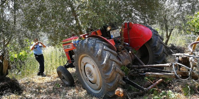Traktör sürücüsünü zeytin ağacı kurtardı