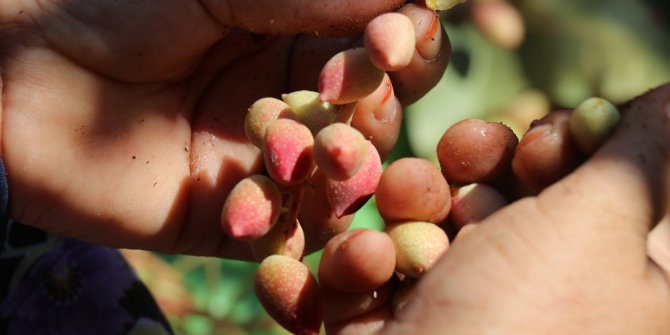 Davullu zurnalı Antep fıstığı hasadı