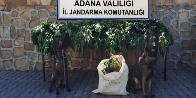 Adana’da çiftlik ve bağ evlerine uyuşturucu operasyonu