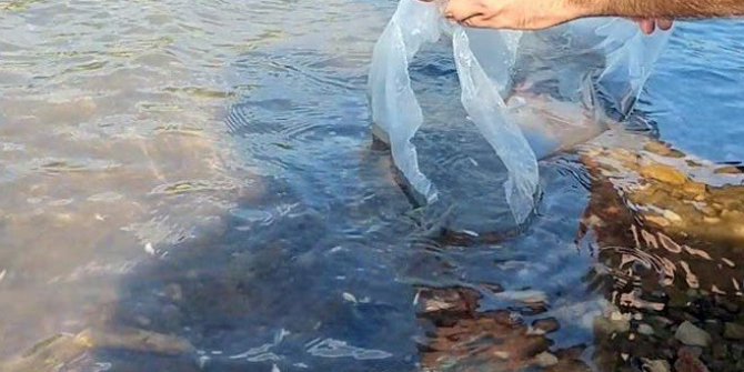 Çanakkale’de 105 bin sazan yavrusu göletlere salındı