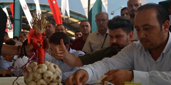 Taşköprü’de en iyi sarımsaklar seçildi