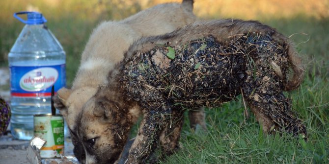 Zifte bulanan köpekleri sıvı yağ ile temizleyerek kurtardılar