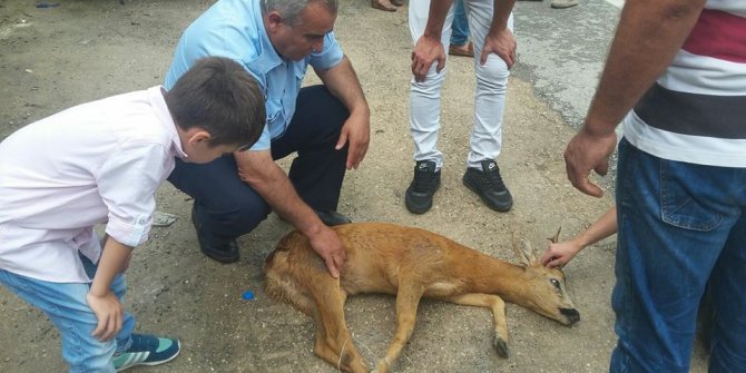 Yola fırlayan yavru ceylana otomobil çarptı
