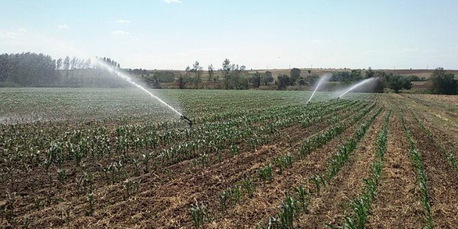 Çiftçi ikinci mahsul sulama mesaisinde