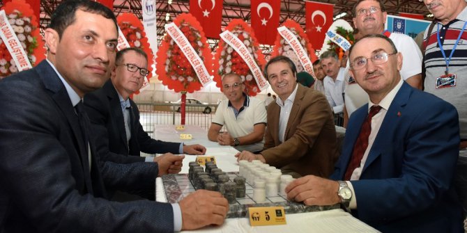 Mustafakemalpaşa’da dama heyecanı