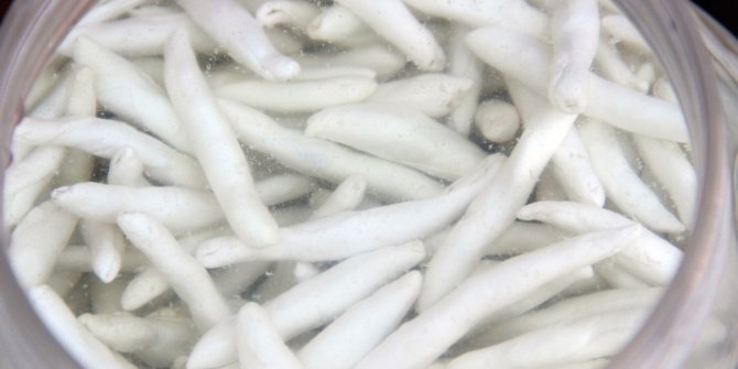 İki çeyrek altın fiyatına, bir kilo sakız