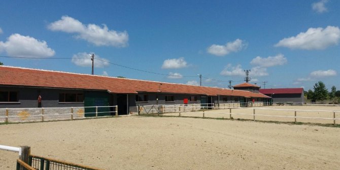 Silivri’de kurtlar köye indi, milyonluk atlar telef oldu