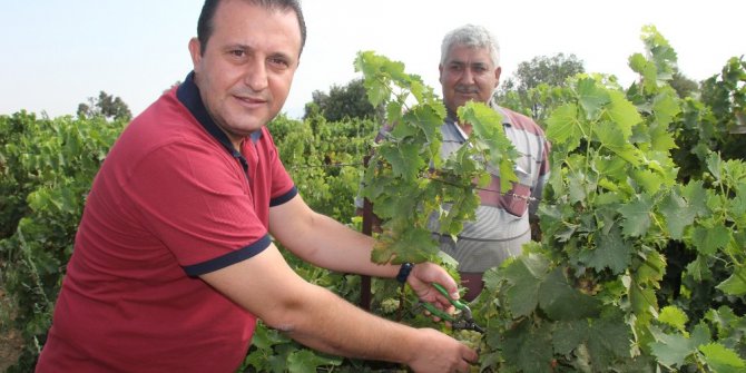 Başkan Soylu üzüm kesti