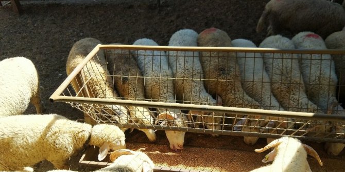 Kurbanlık satışları başladı