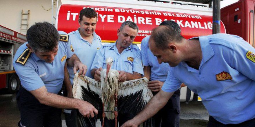 Bilim İnsanlarının İncelemeye Aldığı Leylek Mersin’de Vuruldu