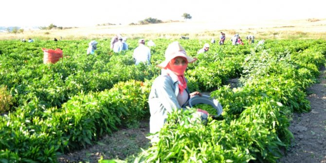 Biga’da biber hasadı başladı