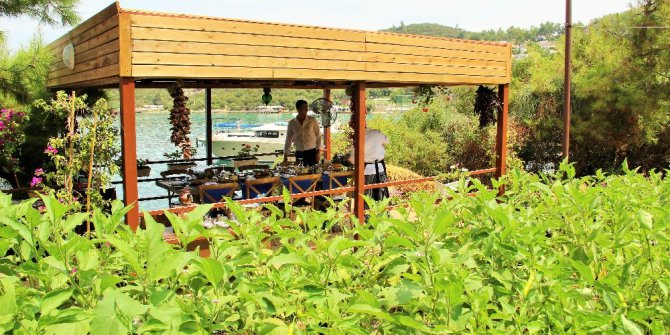 Lüks turistik tesiste organik tarım