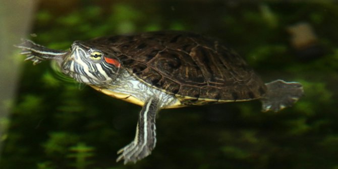 Barınaktaki papağan ve su kaplumbağası yuva arıyor