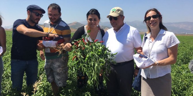 Büyükşehir’in dağıttığı biber fidelerinin hasadı başladı