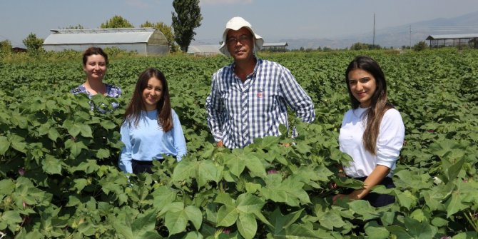 ADÜ’den “Kuraklığa Tolerant Pamuk Islahı” projesi