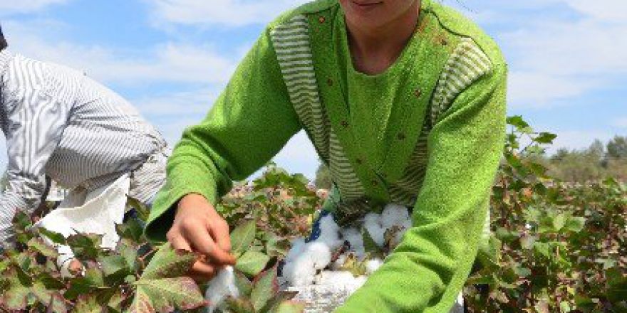 Yaşıtları Okulda Ders Görürken Onlar Pamuk Tarlasında Çalışıyor