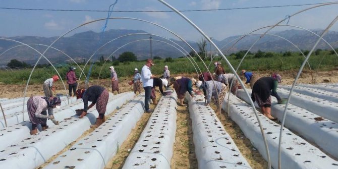 Aydın’da çilek fidelerinin dikimine başlandı