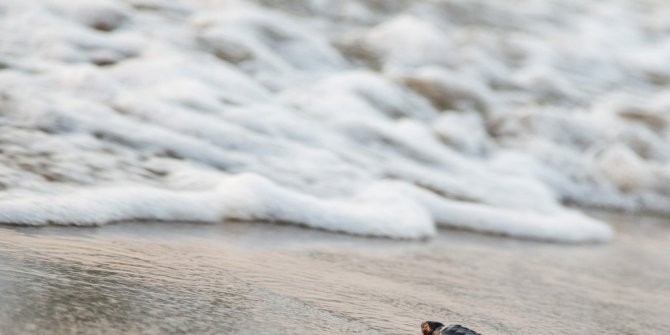 Yavru kaplumbağalar Akdeniz’den dünyaya ilk adımlarını attı