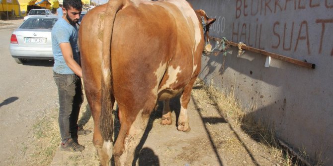 30 bin lira değerindeki ’Polat’ alıcısını bekliyor
