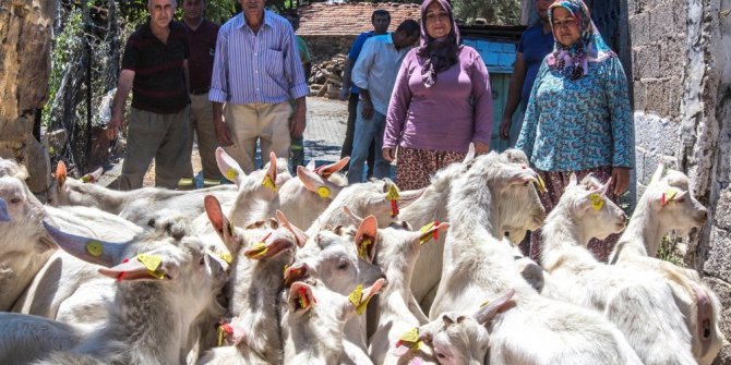 Orman köylülerine keçi desteği