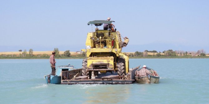 Biçerdöver, Beyşehir Gölü’ndeki adaya yüzdürülerek götürüldü