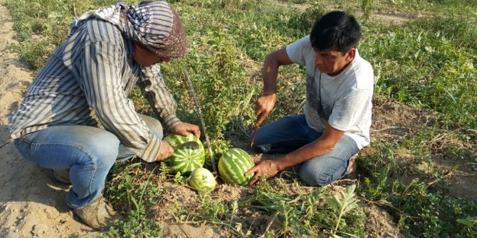 Susuzluk sorunu çeken üreticiden ilginç çözüm