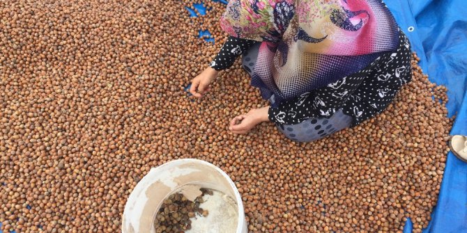 Fındık üreticisine ‘goruk’ şoku